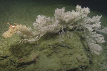 A snowy white deep-sea coral with branches fanning out from the sea floor. An orange crab is perched atop.