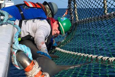 A scientist, in a hard hat and personal floatation device, leans over the side of a research vessel to pin down a large shark tail in a cradle made out of green mesh net over the water