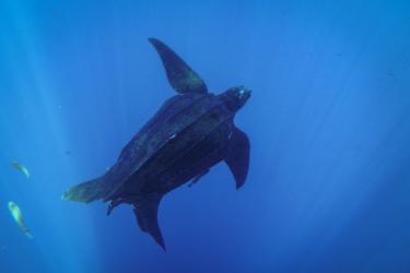 A leatherback turtle swimming in blue open water