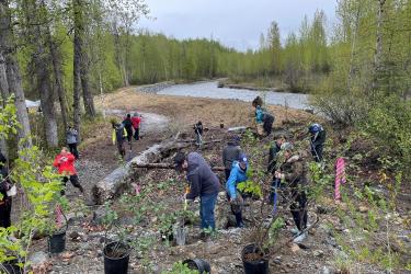 People along a stream bank working together to dig holes and plant plants.