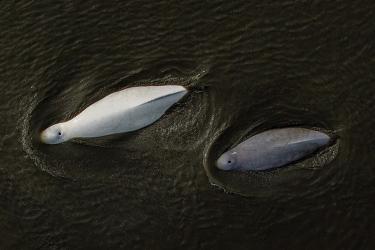 Aerial view of an adult whale next to a juvenile swimming in dark water