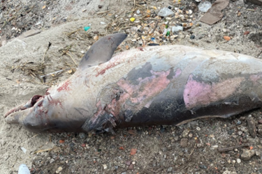 Dead bottlenose dolphin on the beach.