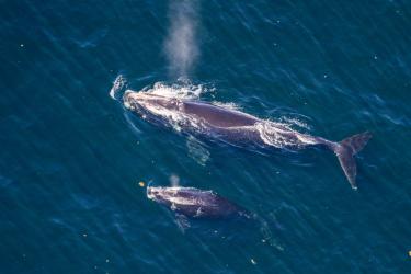 A North Atlantic mom and calf pair swim at the surface of the ocean. 