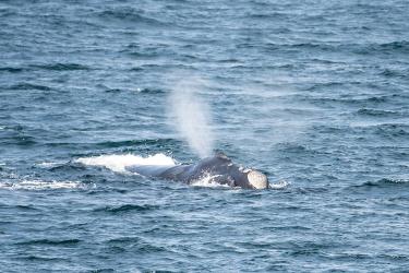 Whale exhaling water out of its blowhole