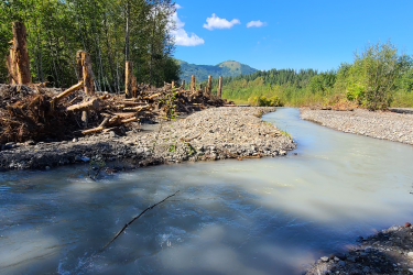 Engineered log jam along the river bank. (Photo: Nooksack Tribe Natural Resources Department/Lummi Natural Resources)