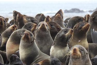 Group of adult seals with ocean in background