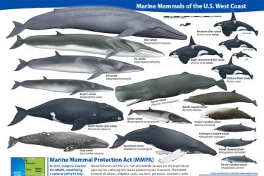 Marine Mammals of the U.S. West Coast Poster