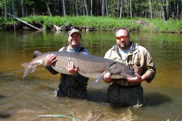 Fishery biologists Tim Cwalinski from the Michigan Department of Natural Resources (left) and Brett Fessell from the Grand Traverse Band of Ottawa and Chippewa Indians (right ) cradle a 140-plus pound female lake sturgeon sampled during spring spawning surveys in the Black River, Cheboygan County. Credit: Grand Traverse Band Restoration Section.