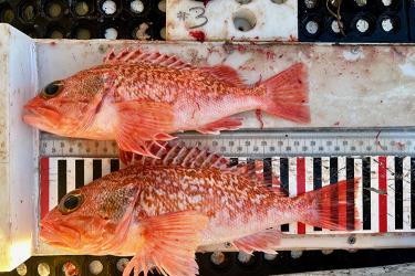 Two blackbelly rosefish on a fish measuring board.