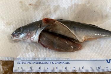 Dissected sablefish revealing stomach contents