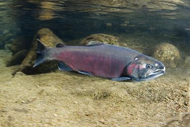 Coho salmon with pinkish gray body swimming. Background of sand and rocks looks blurred. 