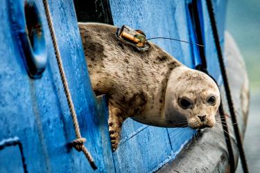 Seal with tracker poking its head out of a boat ready to dive into the water