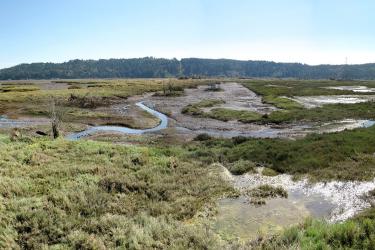 skokomish-estuary-restoration_750x500.jpg