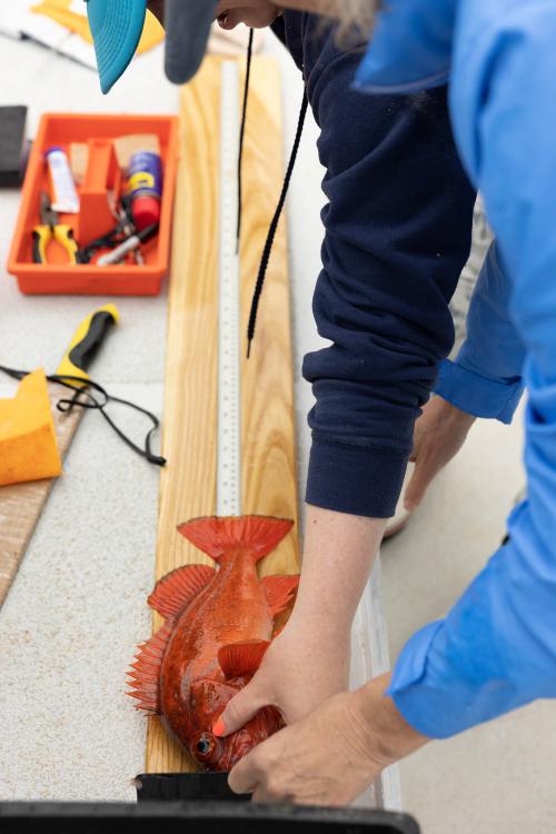 Person holding a rockfish over a ruler.