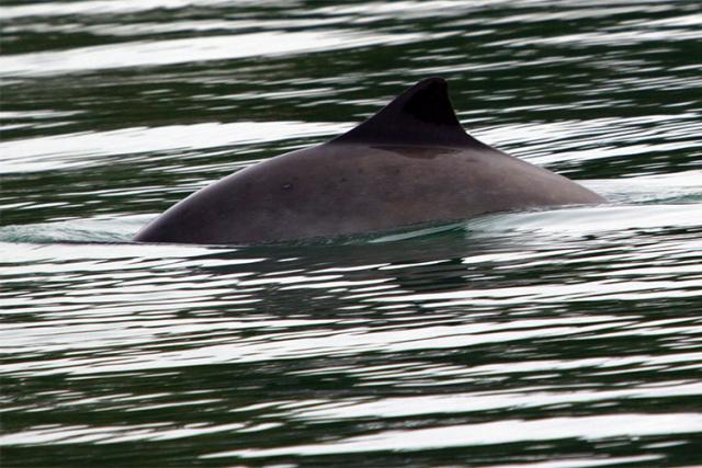 Harbor Porpoise Take Reduction Plan