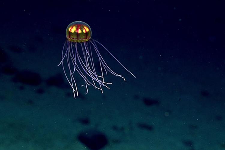 Jellyfish exploring the Enigma Seamount at 3,700 meters sea deep.