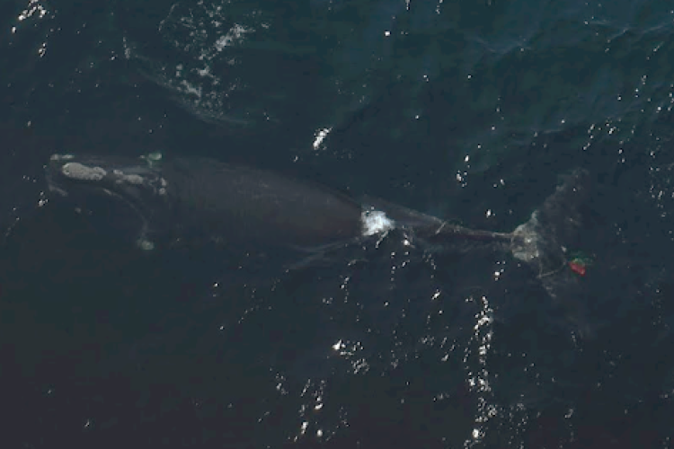 North Atlantic Right Whale Updates