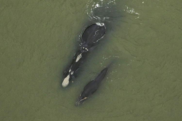 NOAA links rope entangling dead right whale to Maine fishery - The New  Bedford Light