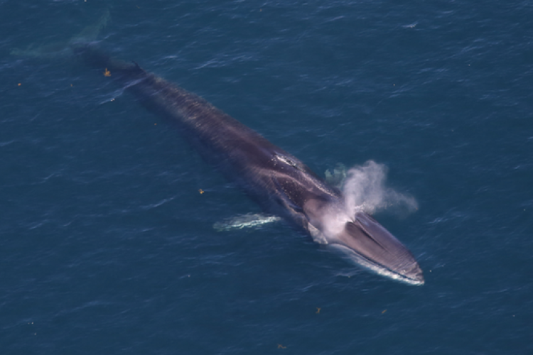 Return of large fin whale feeding aggregations to historical