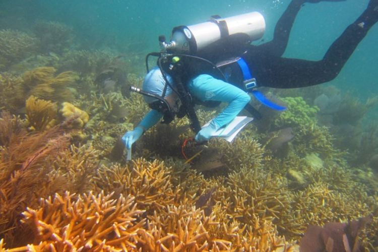Staghorn Coral  NOAA Fisheries