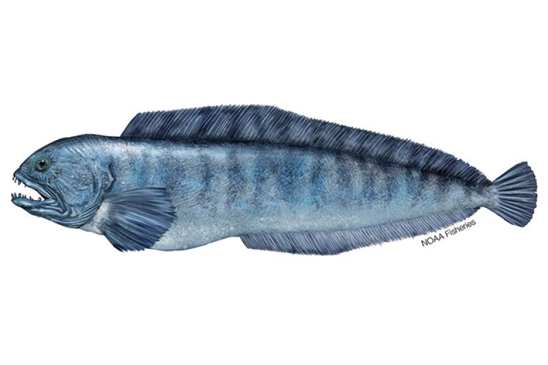 Atlantic wolffish illustration. Credit: Jack Hornady.