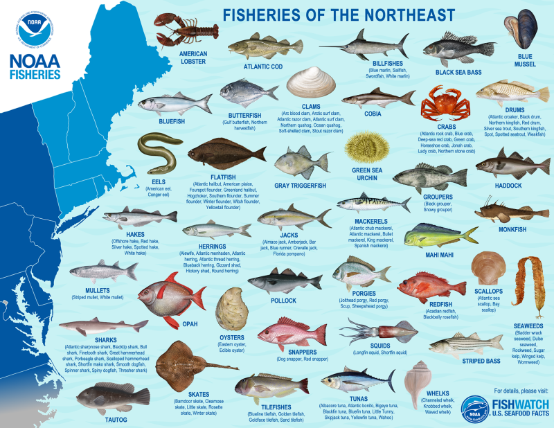 New England and Mid-Atlantic Managed and Protected Marine Species