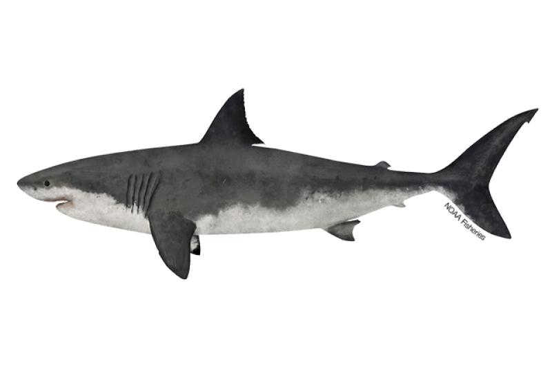 Left-facing side profile illustration of great white shark with white underside. Top half of body and most of tail is dark gray.