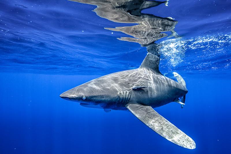 Sharks Are Growing To Fk-Off-Huge Sizes Bc Of New Protections