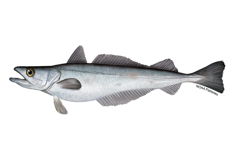 Side-profile illustration of a Pacific whiting fish with silvery body and black speckles on its back. Credit: NOAA Fisheries/Jack Hornady