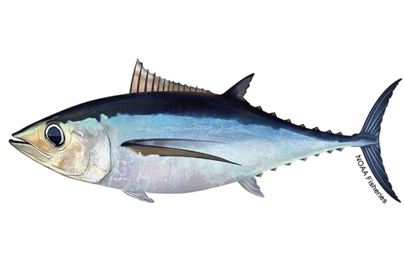 North Atlantic Albacore Tuna