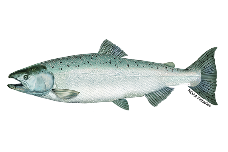 Salmon fishing in estuaries and tidewater
