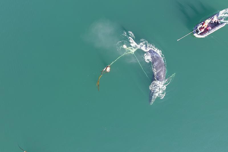 Successful Effort to Rescue an Entangled Humpback Whale in Alaska