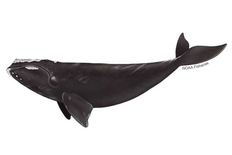 Side-profile illustration of North Atlantic right whale with mostly black/dark gray, stocky body and no dorsal fin. Head, mouth area, and jaw shows knobby white patches of rough skin, called callosities.