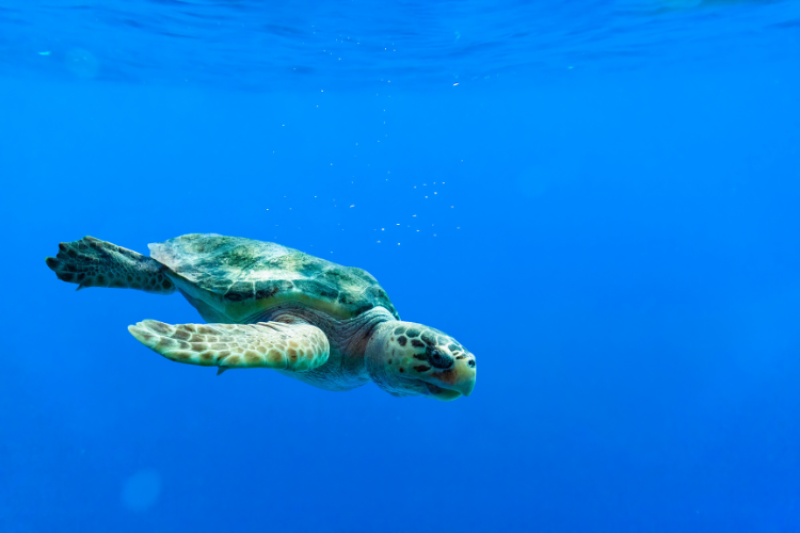 A loggerhead turtle swims through bright blue water. The surface is barely visible at the top of the frame.