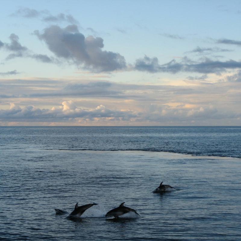 250x250-dolphins-Pacific-Ocean.jpg