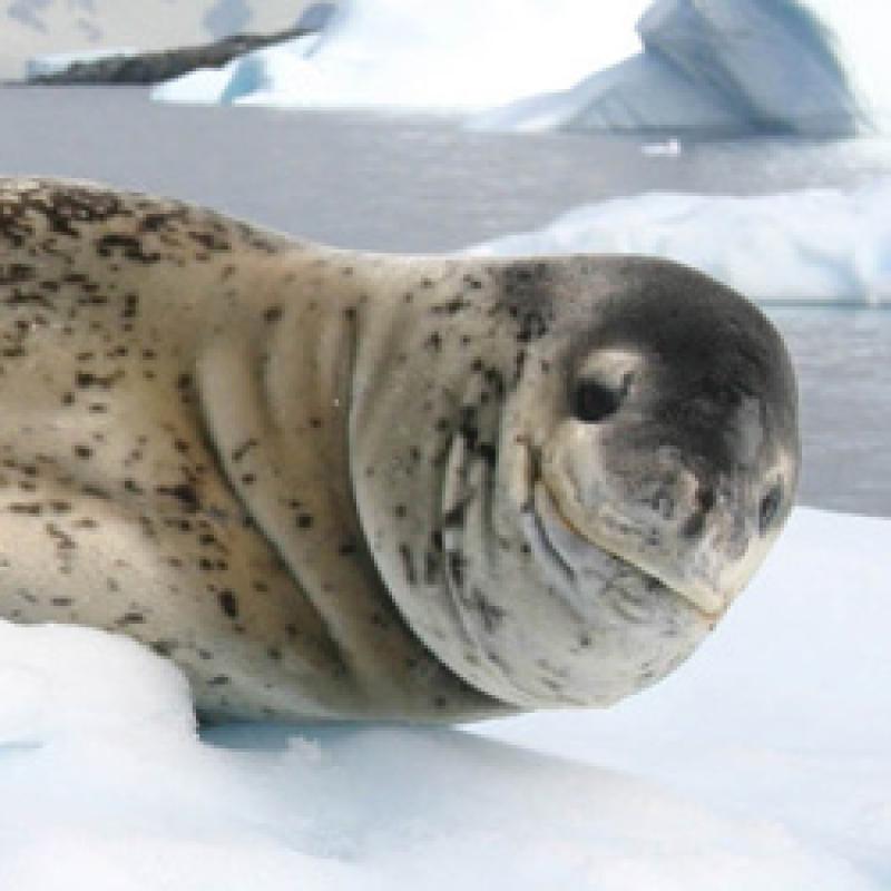 250x250-leopard-seal-NOAA-OPR.jpg