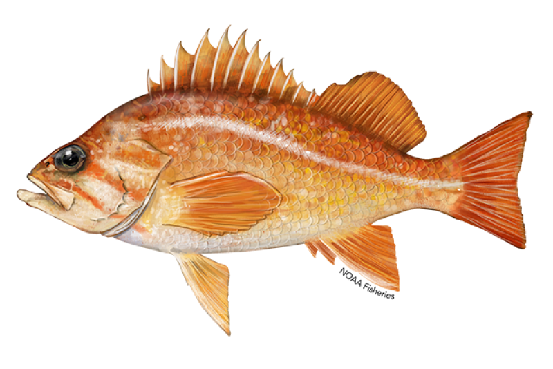 Bank Rockfish  Mexican Fish.com
