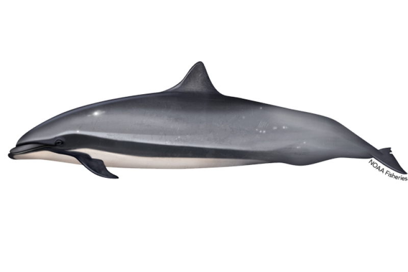 Dolphin shorts - Wikipedia