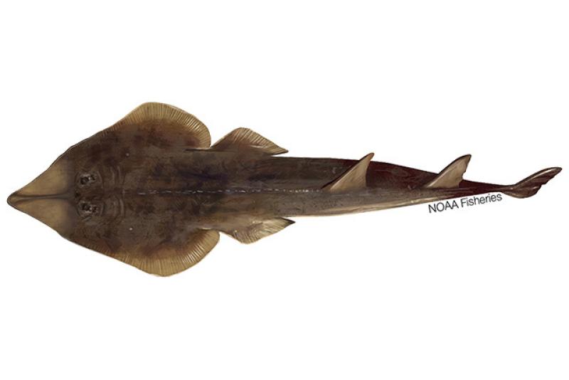 640x427-Guitarfish_Brazilian_NB_W.jpg