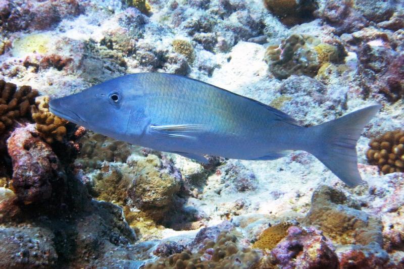 Profile of a longface emperor fish with coral in the background. 