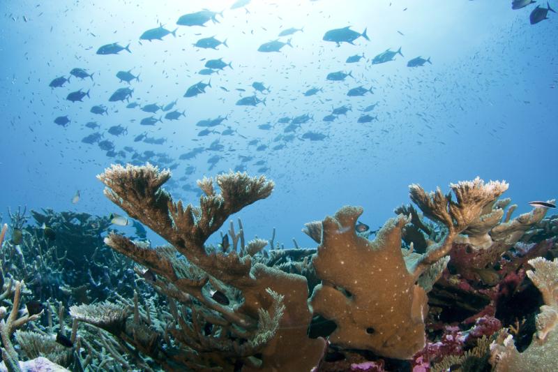 A variety of corals are seen in the foreground as a school of fish swim in the water above.