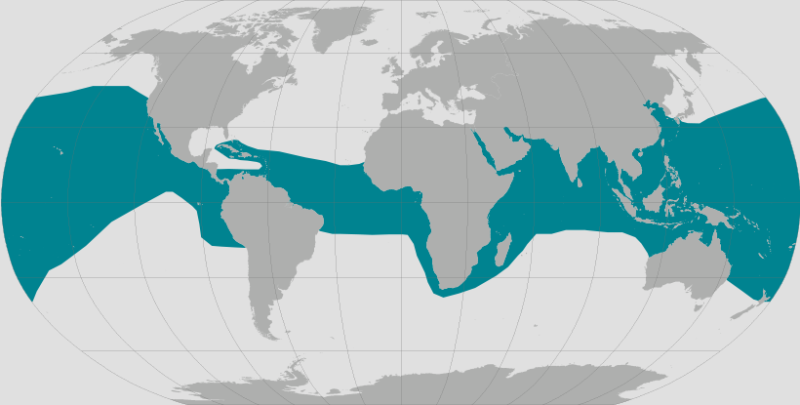 Olive Ridley Turtle Range.png