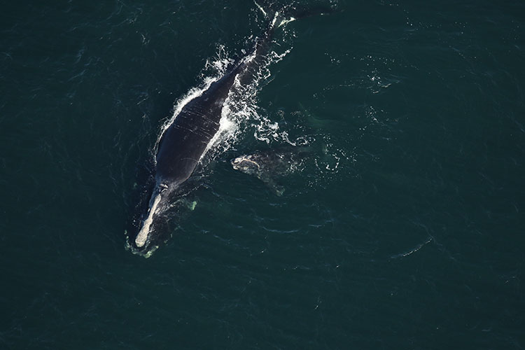 North Atlantic Right Whale Calf Stranded Dead in Florida | NOAA Fisheries