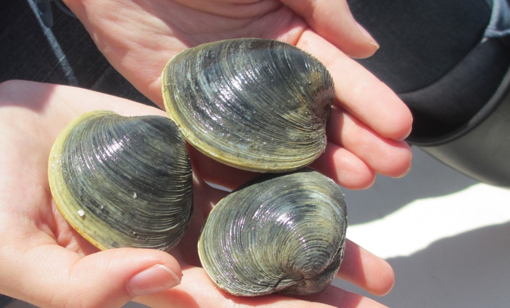 Clam classification clearance