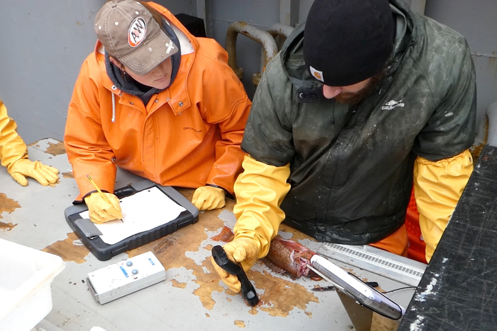 Discovering Deep-Sea Sponges in Alaska