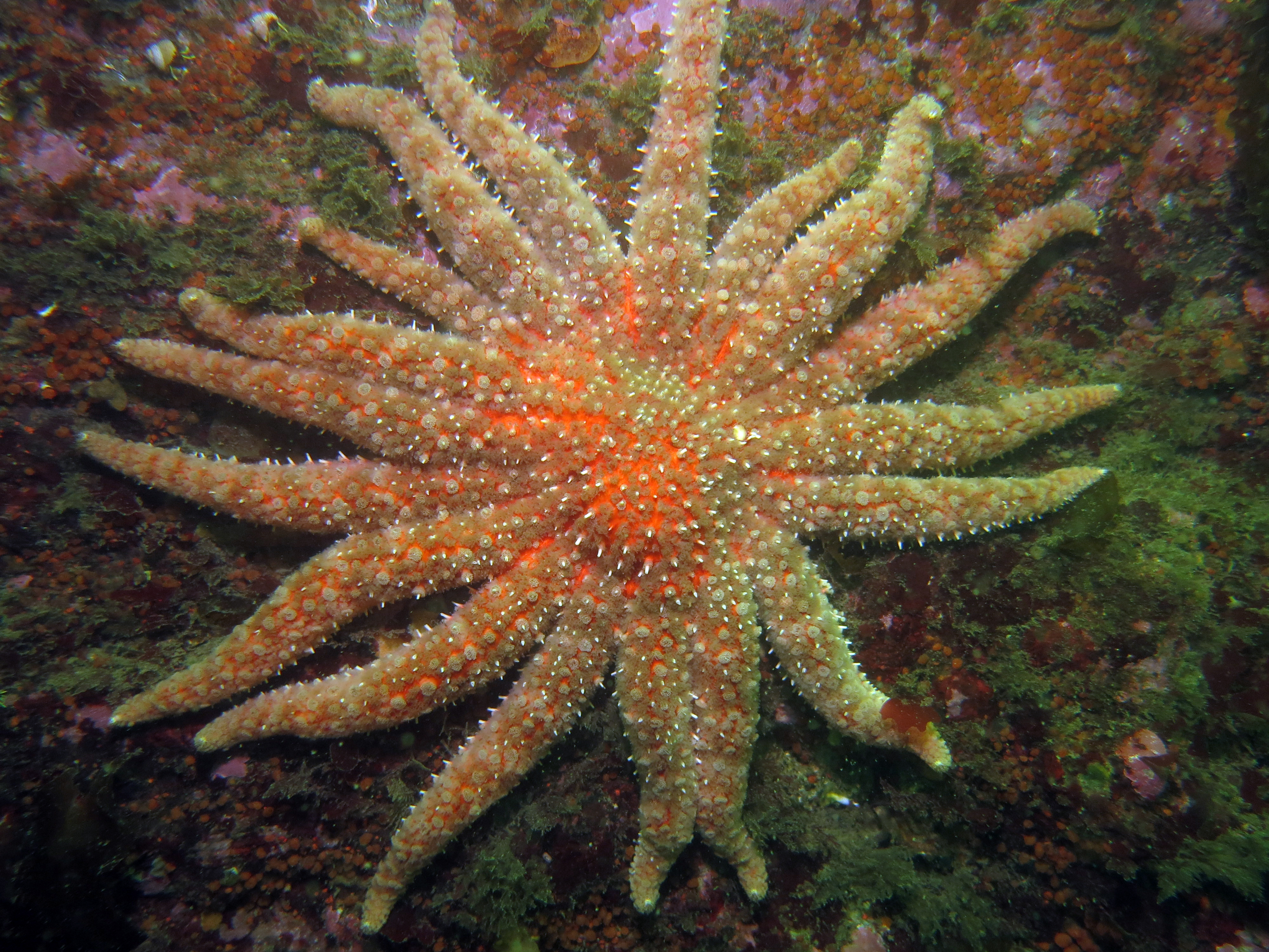 Sunflower sea star - Wikipedia