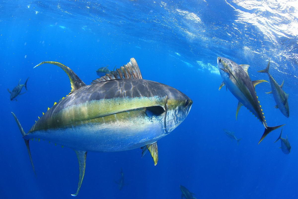 Looting the Seas: A Primer in Bluefin Tuna Purse Seining - YouTube