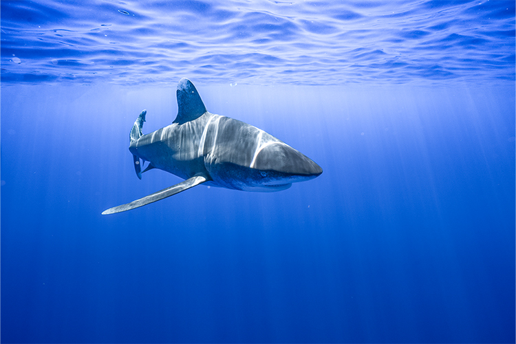 Video: Get to Know Your Pacific Islands Threatened and Endangered ...