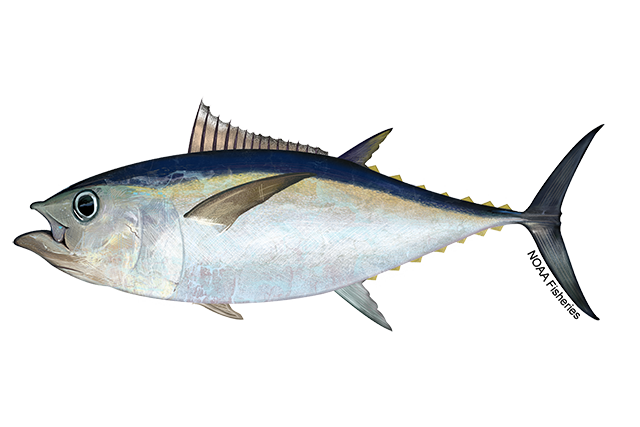 Tuna | NOAA Fisheries