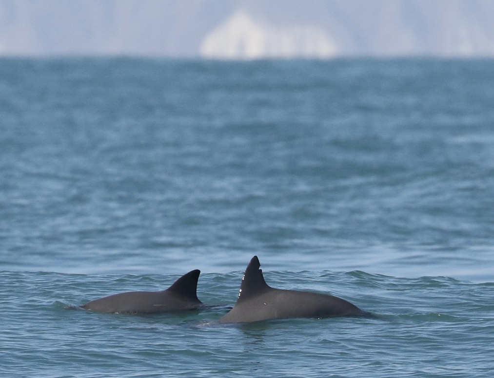 Experts to start capturing rare vaquita porpoises in Mexico